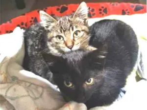 Gato raça SRD-ViraLata idade 2 a 6 meses nome Xuxa & Pocahontas