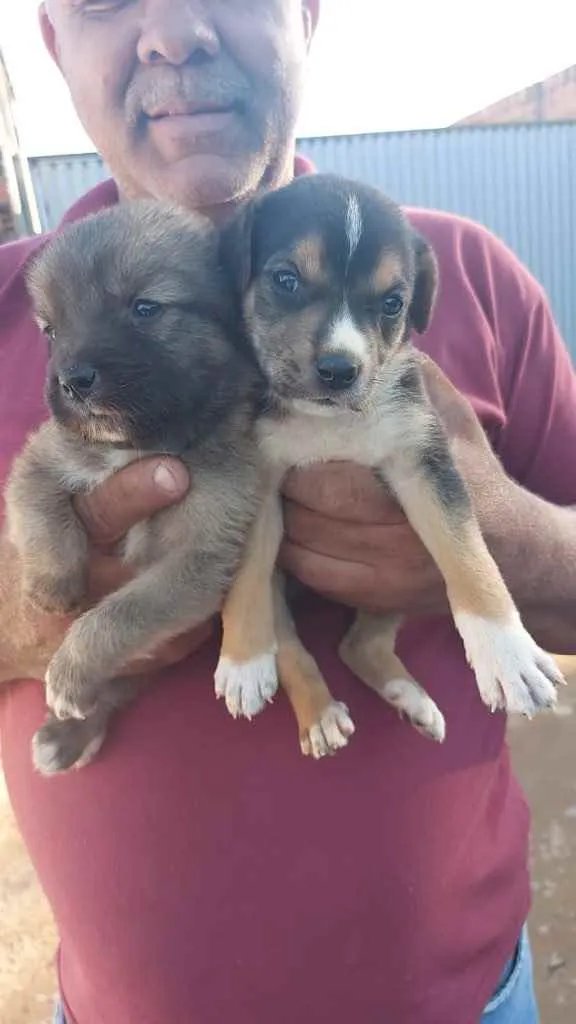 Cachorro raça Srd idade Abaixo de 2 meses nome Irmãos 