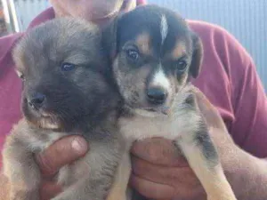 Cachorro raça Srd idade Abaixo de 2 meses nome Irmãos 
