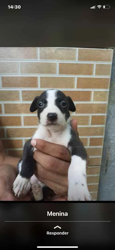 Cachorro raça Srd idade Abaixo de 2 meses nome Irmãos 