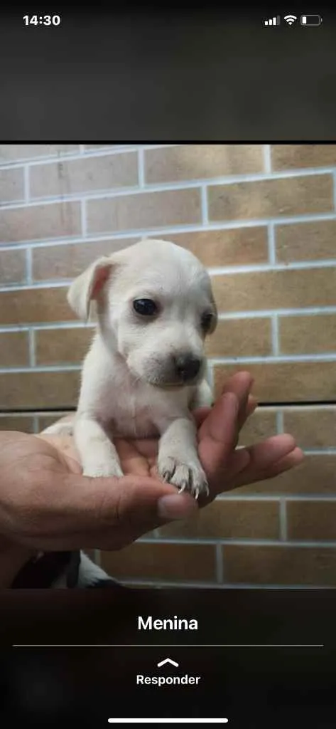 Cachorro raça Srd idade Abaixo de 2 meses nome Irmãos 