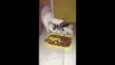 Mel/Gatos sem nome