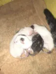 Mel/Gatos sem nome