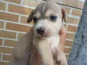 Cachorro raça Srd idade Abaixo de 2 meses nome Irmãos 