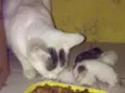 Mel/Gatos sem nome