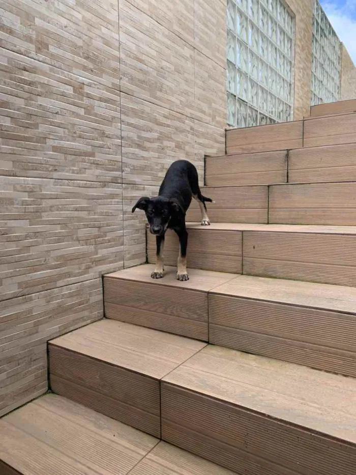 Cachorro ra a não definida idade 2 a 6 meses nome Picles