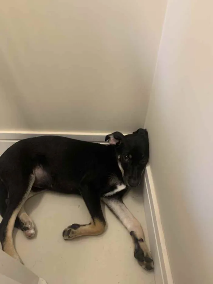 Cachorro ra a não definida idade 2 a 6 meses nome Picles