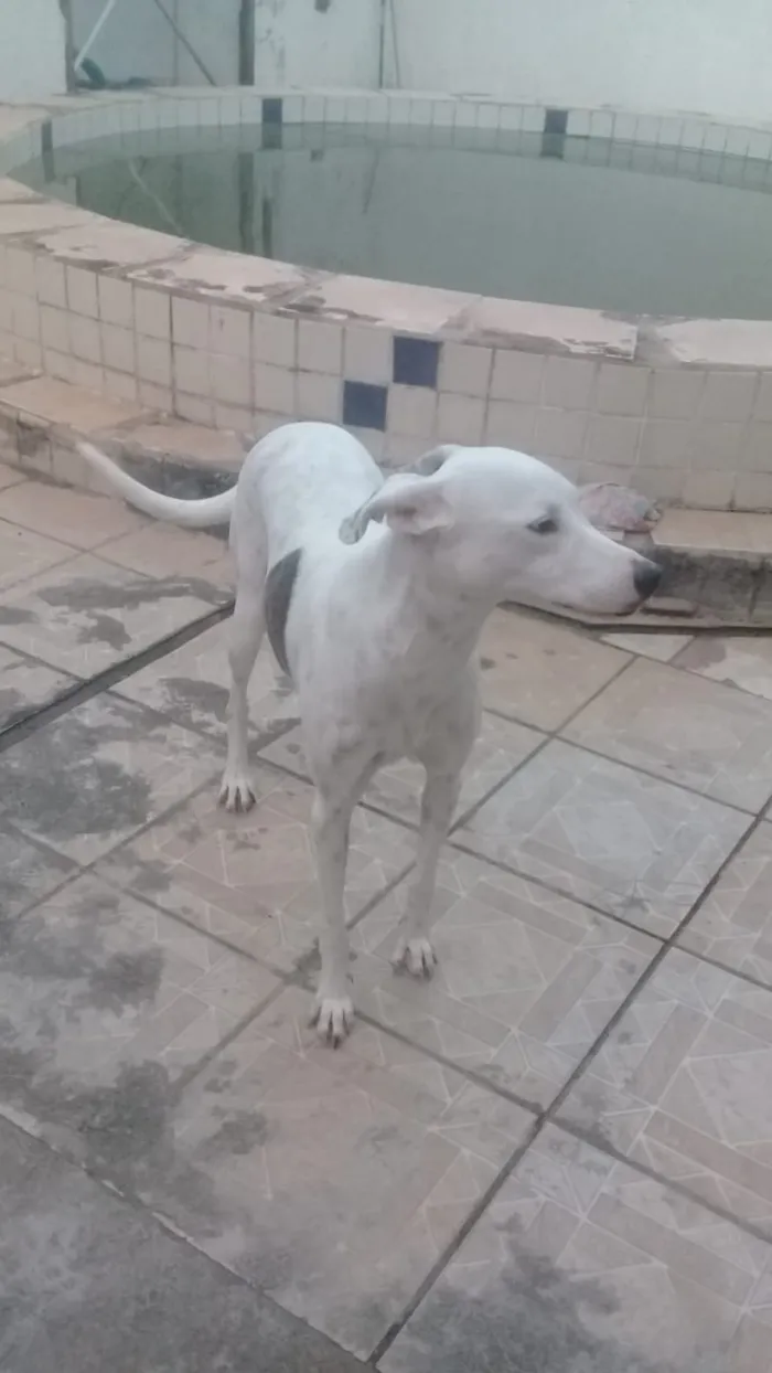Cachorro raça Galbo/dálmata idade 2 anos nome Alice