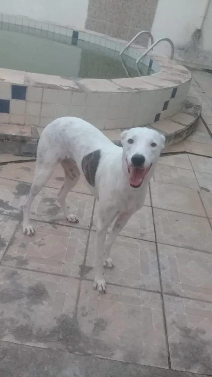 Cachorro raça Galbo/dálmata idade 2 anos nome Alice