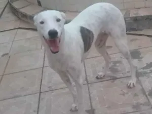 Cachorro raça Galbo/dálmata idade 2 anos nome Alice