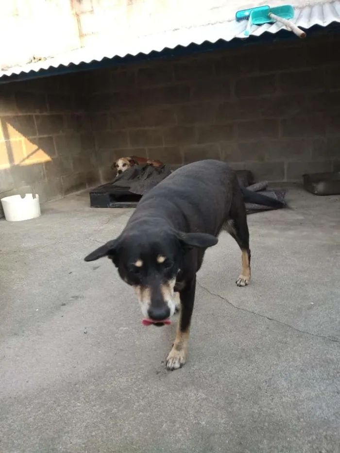 Cachorro ra a Indefinida idade 4 anos nome Preta