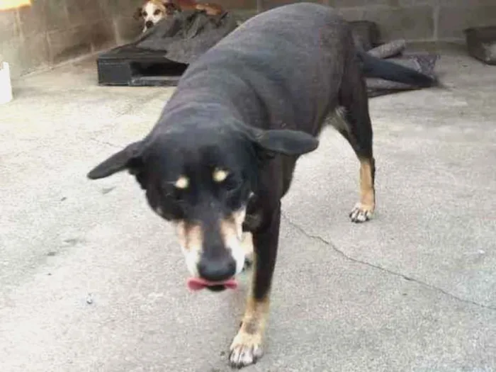 Cachorro ra a Indefinida idade 4 anos nome Preta