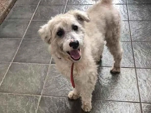 Cachorro raça Mix poodle idade 1 ano nome Bolt