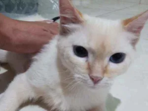 Gato raça  idade 2 a 6 meses nome Cristal