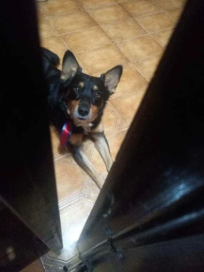 Cachorro ra a Srd  idade 3 anos nome Brad
