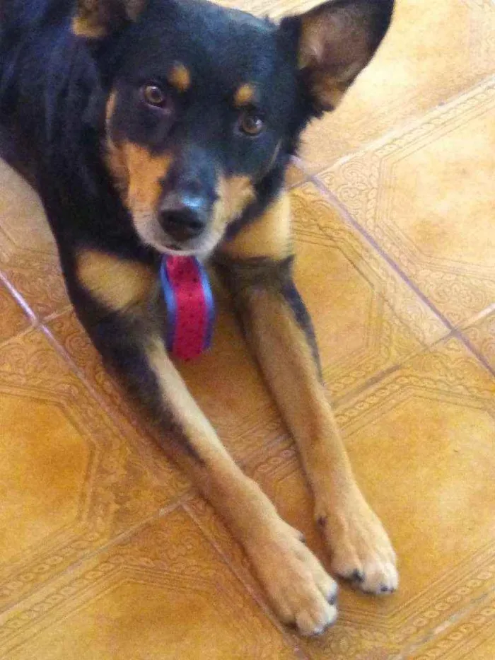 Cachorro ra a Srd  idade 3 anos nome Brad