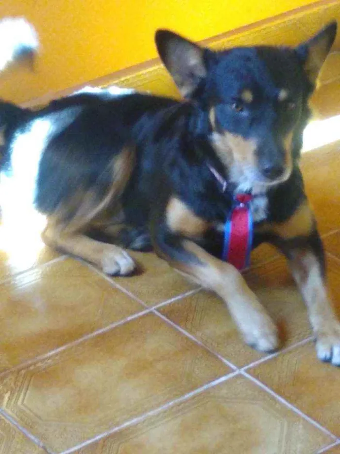 Cachorro ra a Srd  idade 3 anos nome Brad