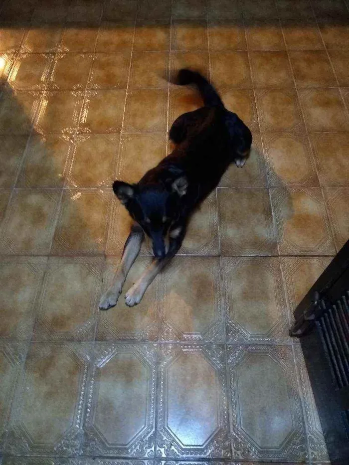 Cachorro ra a Srd  idade 3 anos nome Brad