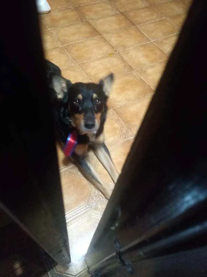 Cachorro ra a Srd  idade 3 anos nome Brad