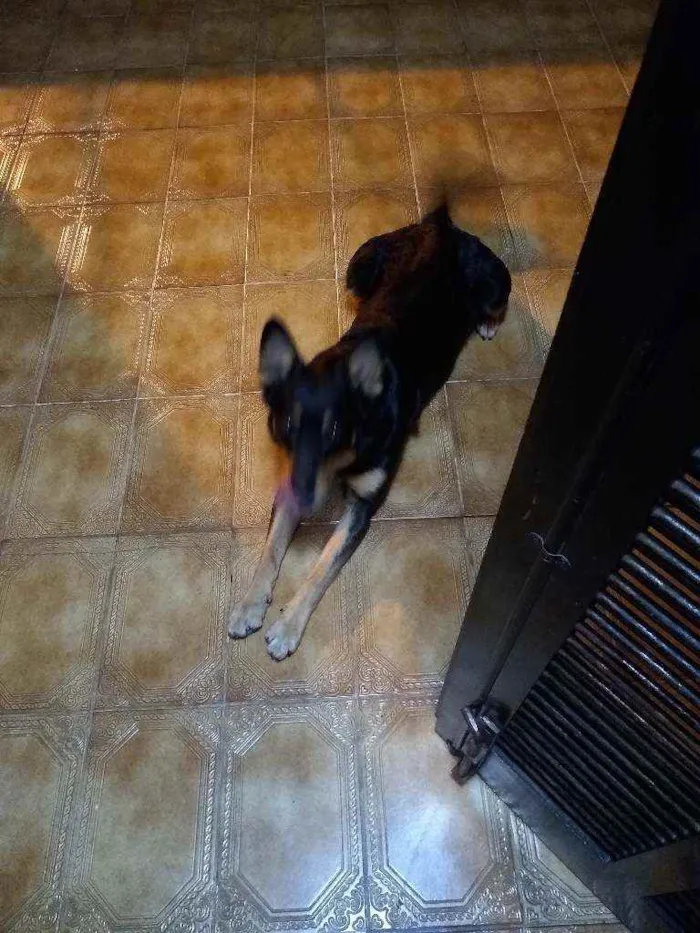 Cachorro ra a Srd  idade 3 anos nome Brad