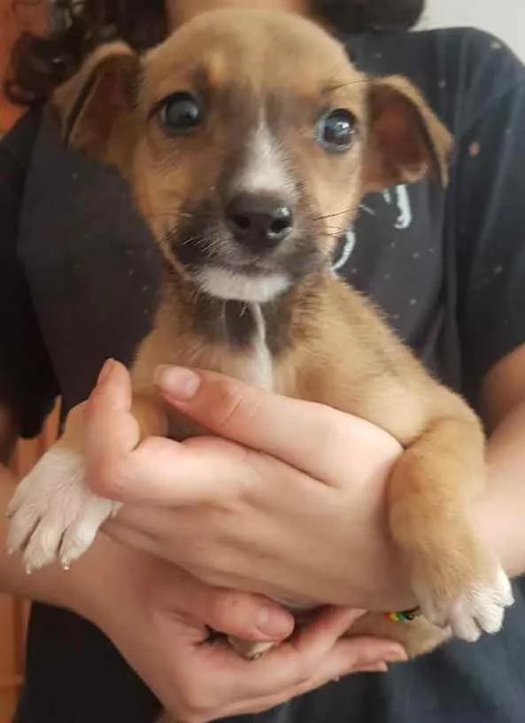 Cachorro raça Srd idade 2 a 6 meses nome Cachorro