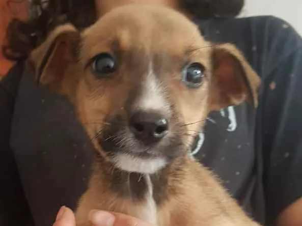 Cachorro raça Srd idade 2 a 6 meses nome Cachorro
