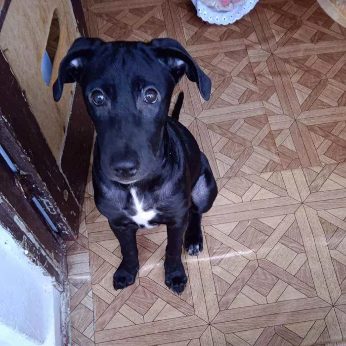 Cachorro raça SRD idade 7 a 11 meses nome Pedro