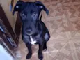 Cachorro raça SRD idade 7 a 11 meses nome Pedro