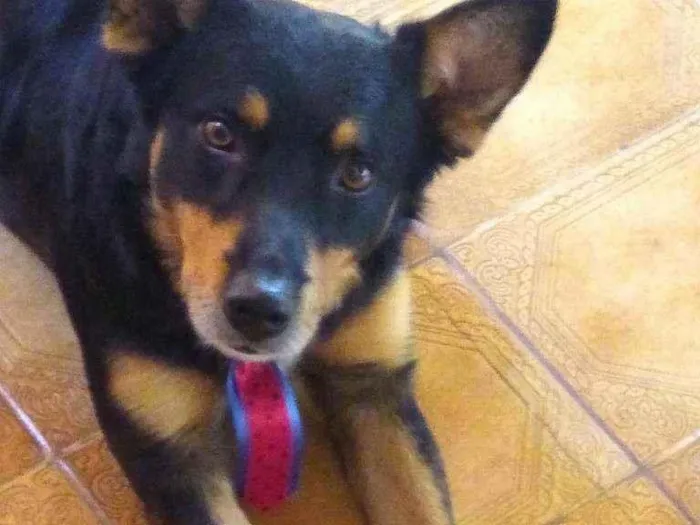 Cachorro ra a Srd  idade 3 anos nome Brad