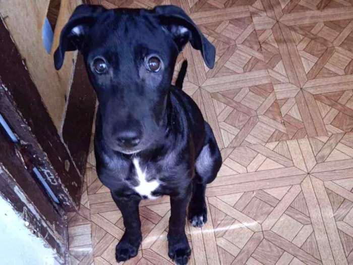 Cachorro raça SRD idade 7 a 11 meses nome Pedro