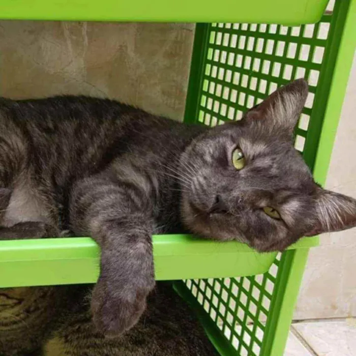 Gato ra a S.R.D. idade 2 anos nome Zeus