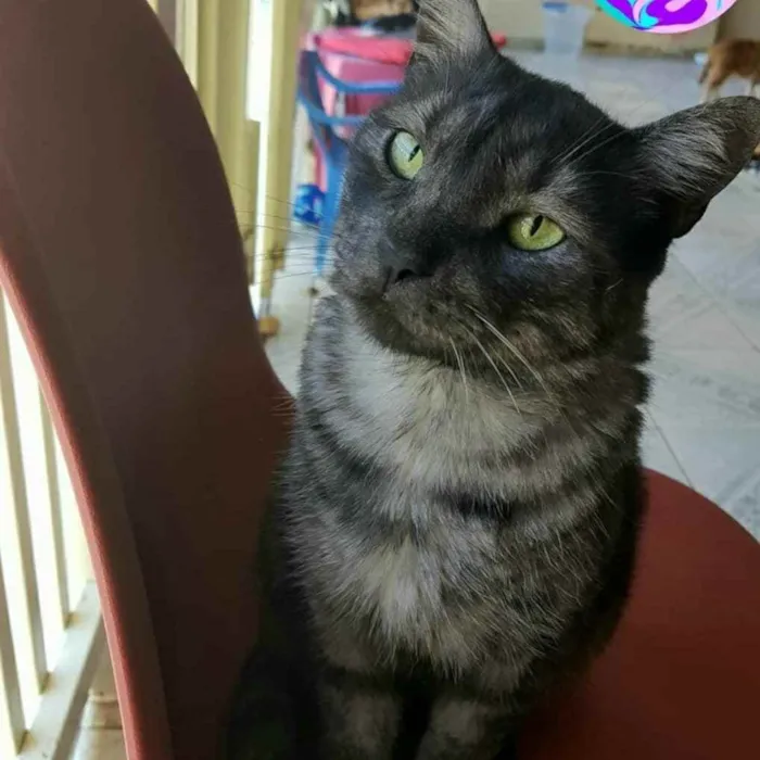 Gato ra a S.R.D. idade 2 anos nome Zeus