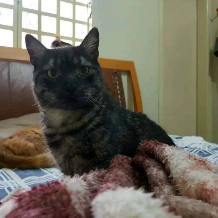 Gato ra a S.R.D. idade 2 anos nome Zeus
