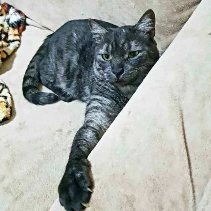 Gato ra a S.R.D. idade 2 anos nome Zeus