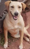Cachorro