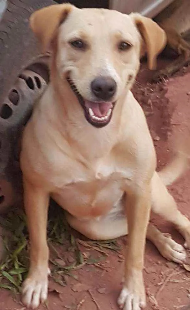 Cachorro raça Srd idade 2 a 6 meses nome Cachorro
