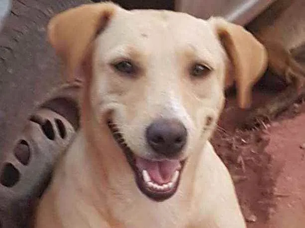Cachorro raça Srd idade 2 a 6 meses nome Cachorro