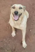 Cachorro