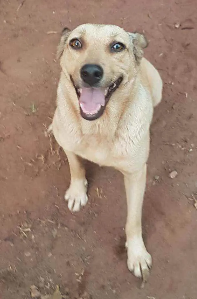 Cachorro raça Srd idade 2 a 6 meses nome Cachorro