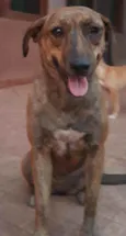 Cachorro