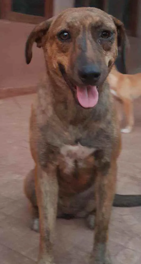 Cachorro raça Srd idade 2 a 6 meses nome Cachorro