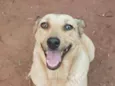 Cachorro