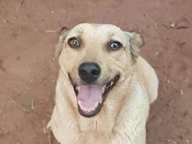 Cachorro raça Srd idade 2 a 6 meses nome Cachorro