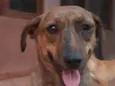 Cachorro