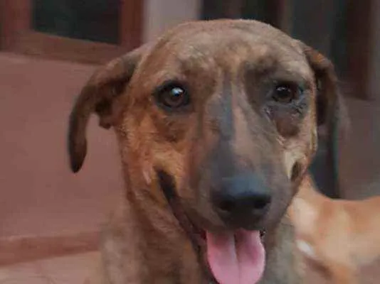 Cachorro raça Srd idade 2 a 6 meses nome Cachorro