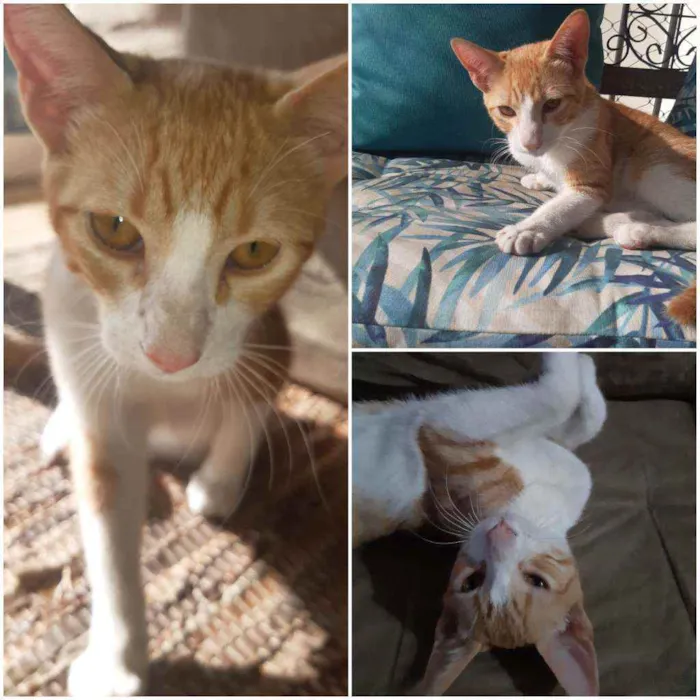 Gato ra a SRD idade 2 a 6 meses nome Ron Ron