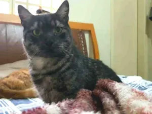 Gato raça S.R.D. idade 2 anos nome Zeus
