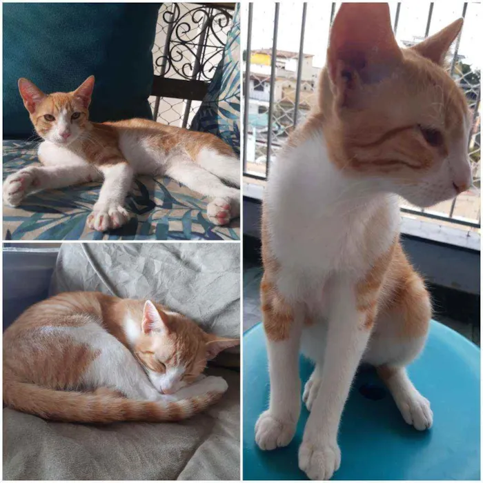Gato ra a SRD idade 2 a 6 meses nome Ron Ron