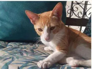 Gato raça SRD idade 2 a 6 meses nome Ron Ron