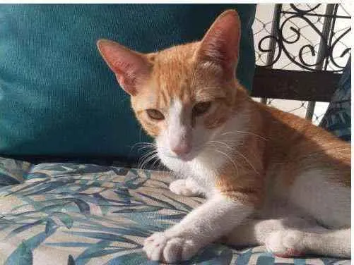 Gato ra a SRD idade 2 a 6 meses nome Ron Ron